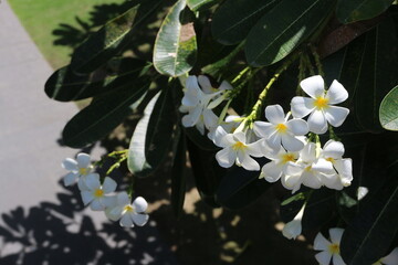 ベトナムの南国の花プルメリアの写真です。