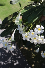 南国の花プルメリアの写真です。