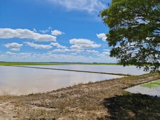 agroneg&oacute;cio, fazenda, arroz, plantio, vida, 