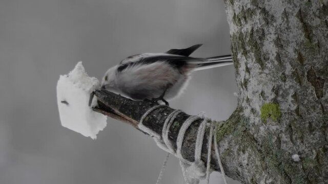 Long-tailed Tit Aegithalos caudatus eating a piece of bread in a manger in winter.