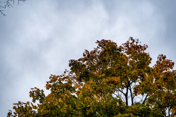 Tree with colorful autumn leaves in front of a dramatic cloudy sky. Maple foliage in yellow and...