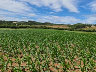 Fototapeta na wymiar plantio de milho, agronegócio, soja