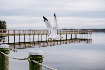 Seagull in flight 