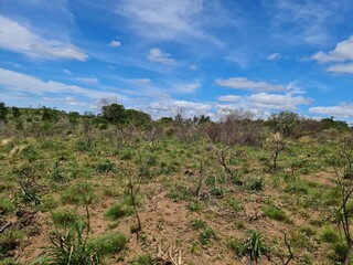 catinga, solo árido, mato queimado, seca, estiagem