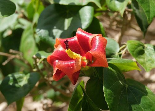 Blooming Talipariti Elatum or Hibiscus Elatus