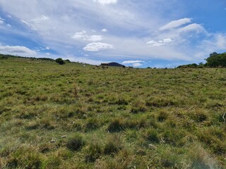 Obraz premium pecuária, fazenda, pasto, agronegócio