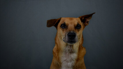 studio photo dog