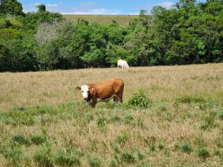 vaca, boi, fazenda, agronegócio, leite, carne