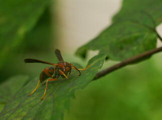 Paper wasp, polistes Gallicus.