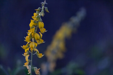Fototapeta na wymiar Yellow Sunn Hemp Blossom against Dark Blue