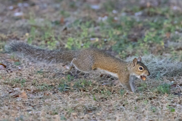 Squirrel Running with Nut in Mouth