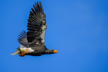 大きなブラックバスを掴んで悠然と飛ぶオオワシの飛翔シーン