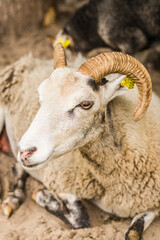 Europe, Sweden, Bohuslan, Tanumshede, goat