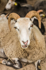 Europe, Sweden, Bohuslan, Tanumshede, goat