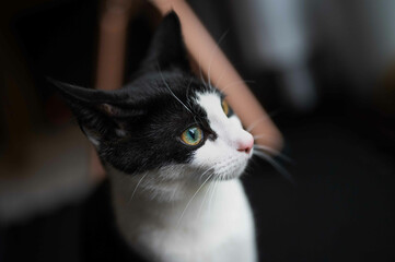Closeup shot of a cute black white cat