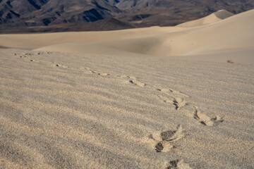 Low Angle of Animal Prints On The Panamint Dunes
