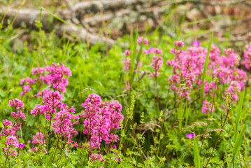 Sweden, Bohuslan, Salto Island, spring flowers