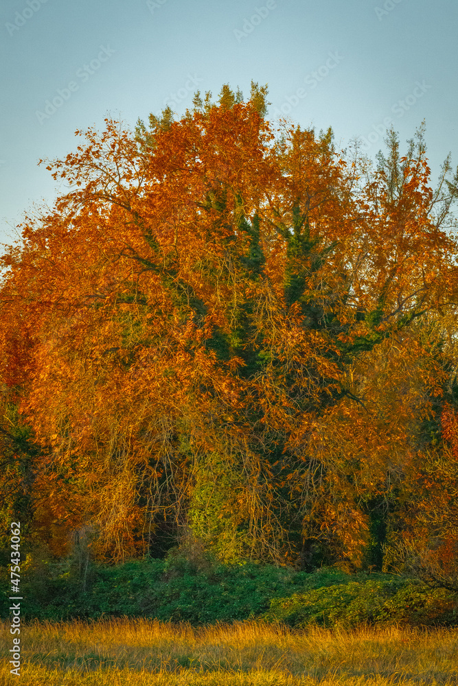 Sticker vertical shot of the beautiful tree with bright foliage. autumn landscape.