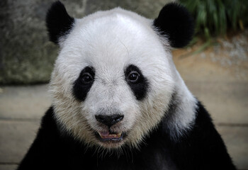 Closeup shot of a cute panda face looking at the camera © Fl Wong/Wirestock
