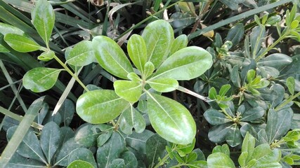 green leaves of a tree, hojas de color verde de un árbol