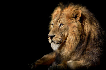 Obraz na płótnie Canvas Lion , King of the jungle , Portrait Wildlife animal