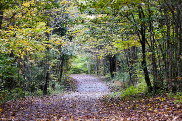 Trail through the woods in Knoxville, Tennessee