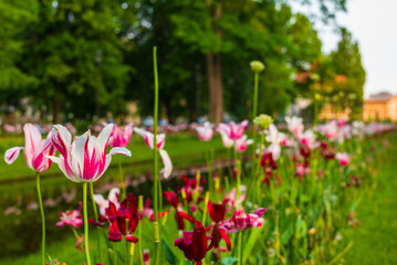 Sweden, Varmland, Karlstad, Sandgrunds park, springtime