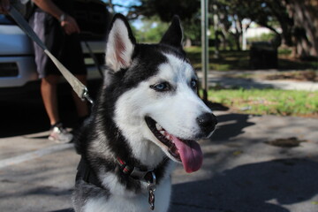 Husky dog close up of face