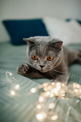 beautiful cute plush grey British cat with yellow eyes on the bed in garlands and Christmas lights. festive animals. decorate a pet. selective focus