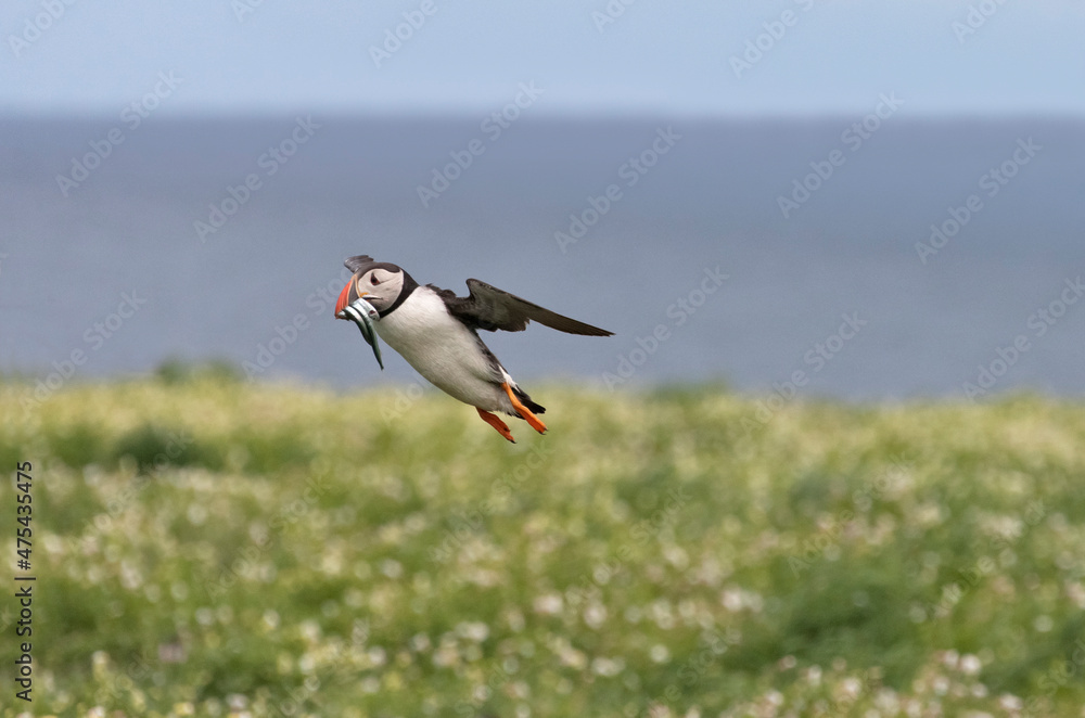 Poster Atlantic Puffin (Fratercula arctica) flying over the meadow carrying fish in its beak, Northumberland, UK