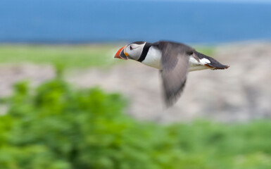 Atlantic Puffins (Fratercula arctica) flying, Northumberland, UK