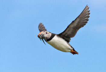 Atlantic Puffin (Fratercula arctica) flying and carrying fish in its beak, Northumberland, UK