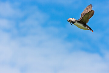 Atlantic Puffin (Fratercula arctica) flying and carrying fish in its beak, Northumberland, UK