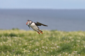 Atlantic Puffin (Fratercula arctica) flying over the meadow carrying fish in its beak, Northumberland, UK