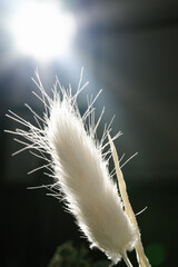 Decorative dried flower on a black background with light.