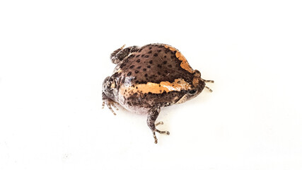 Kaloula pulchra