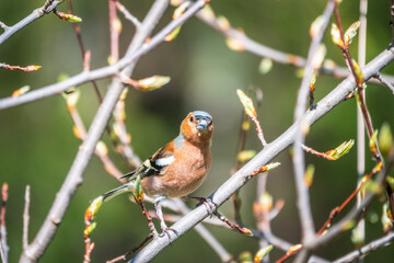 Common chaffinch, Fringilla coelebs, sits on a branch in spring on green background. Common chaffinch in wildlife.