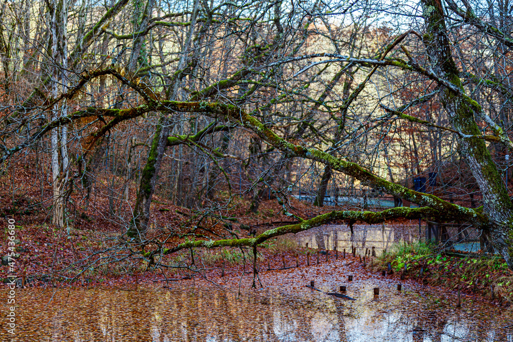 Sticker River flowing in an old aautumn park