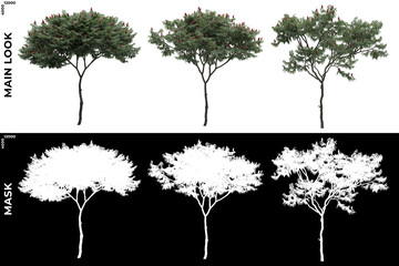 Fototapeta premium Front views of Generic Trees with alpha mask to cutout and PNG editing. Forest and Nature Compositing. 