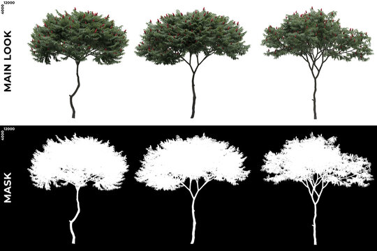 Front views of Generic Trees with alpha mask to cutout and PNG editing. Forest and Nature Compositing.	
