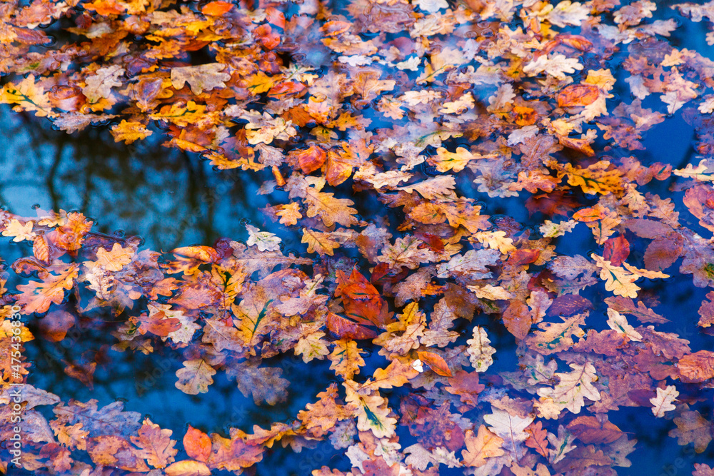 Sticker water surface covered in autumn oak leaves