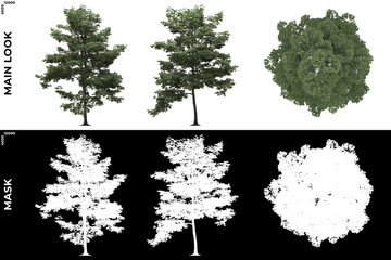 3D Rendering of Front, Left and Top view of Tree (Picea Pungens) with alpha mask to cutout and PNG editing. Forest and Nature Compositing.	
