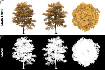 Fototapeta premium 3D Rendering of Front, Left and Top view of Tree (Picea Pungens) with alpha mask to cutout and PNG editing. Forest and Nature Compositing. 