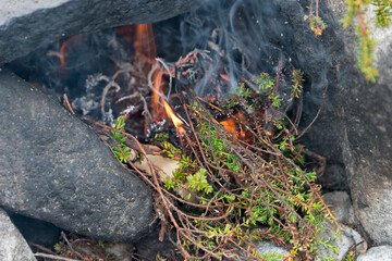 Inuit people cooking fish on stone in traditional way, burning fresh ground bush as fuel, Nuuk, Greenland