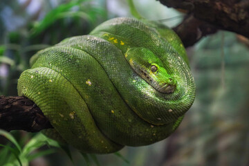 Green python on a tree branch in a forest