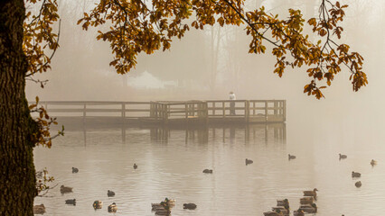 Wooden pier on a foggy morning in a lake in Mill Lake, Canada