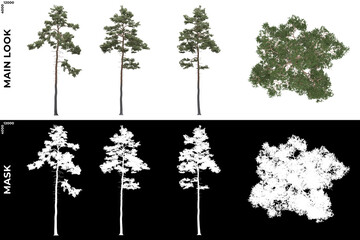 3D Rendering of Front, Left and Top view of Generic Trees with alpha mask to cutout and PNG editing. Forest and Nature Compositing.	

