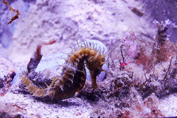 Seahorse in coral at the bottom of the sea. Wild sea creatures