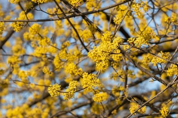 Fluffy yellow flowers on twigs of dogwood (lat.Córnus mas) in early spring