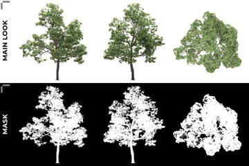 Obraz premium 3D Rendering of Front, Left and Top view of Generic Trees with alpha mask to cutout and PNG editing. Forest and Nature Compositing. 